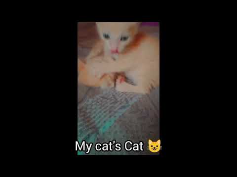 My 🐈...........,.......,            #youtubeshorts #cat #sweetie #cute #love  #video