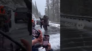 Sasquatch vs Bear 🚸🐻-(route 67 beef gets settled) #comedyfilms