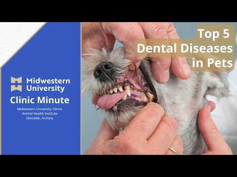 Learn About the Top 5 Dental Conditions in Pets from Midwestern University's Animal Health Institute