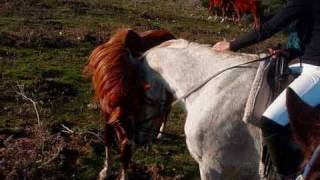 preview picture of video 'cheval bonifacio corse du sud'