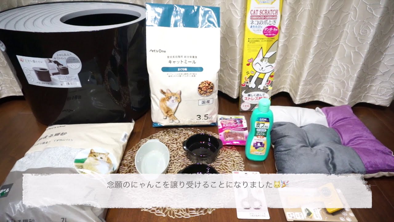 【３６５日〜猫動画】猫飼います！飼い始めの道具準備！