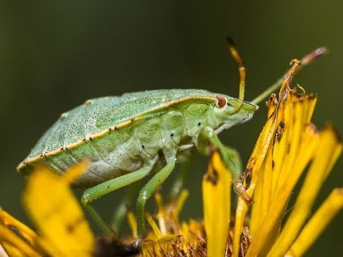 Mučite muku sa smrdibubama? Evo kako da ih se rešite uz EFIKASNE metode