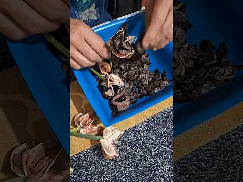 TIRANDO SEMENTES DA AÇUCENA NATIVA RARA!🌿🌸🐝