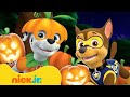 PAW Patrol Pumpkin Patch Adventures W Chase Marshall 10 Minutes Nick Jr