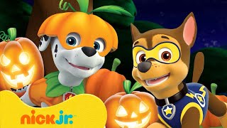 Download lagu PAW Patrol Pumpkin Patch Adventures! π w/ Chase & Marshall | 10 Minutes | Nick Jr. mp3 Download lagu PAW Patrol Pumpkin Patch Adventures! π w/ Chase & Marshall | 10 Minutes | Nick Jr. mp3