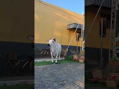 feira da agricultura  familiar em Esplanada Bahia