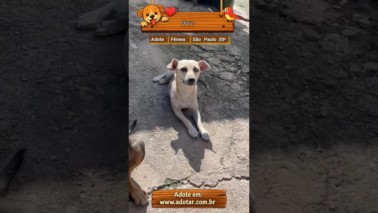 Cachorro raça SRD-ViraLata idade 1 ano nome Dora