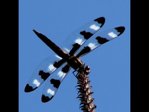 Deep Dive: Dragonflies as Bioindicators, March 17, 2022