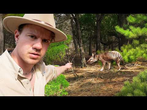 The Extinct Animal That MIGHT Still Exist (Thylacine)