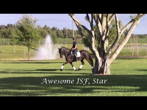 Awesome ISF, Star - Riding Out at ISF South, Wellington, FL. March 2021.