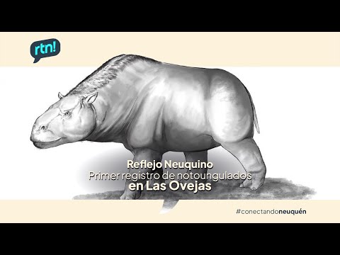 #ReflejoNeuquino Primer registro de notoungulados en Las Ovejas