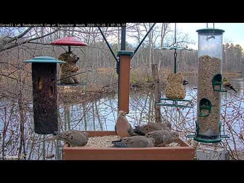 Several Species Of Birds Visit Cornell Feeders On Crisp Morning – Nov. 20, 2020