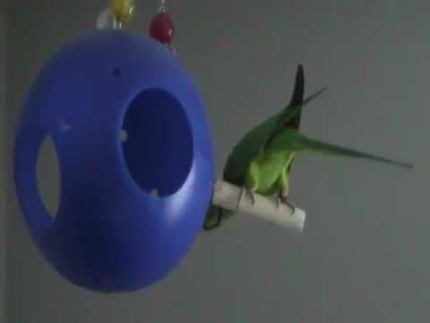 download lagu mp3 mp4 Parrot Jolly Ball, download lagu Parrot Jolly Ball gratis, unduh video klip Parrot Jolly Ball