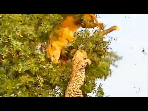 Lion & Leopard Fall Out Tree While Fighting For Food