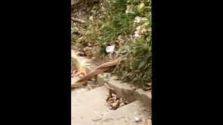preview picture of video 'Dancing snakes at Port Blair'