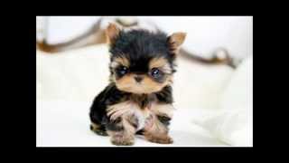 cutest dog baby pictures top 10