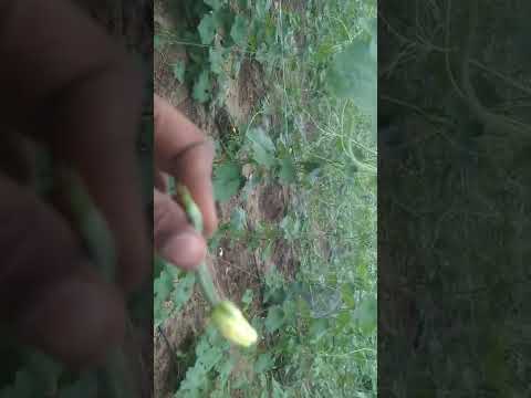 Ridge gourd  vegetables Ashrith