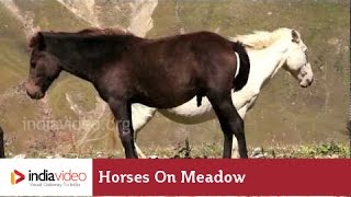 Horses on meadow in the valleys of Himalayas 