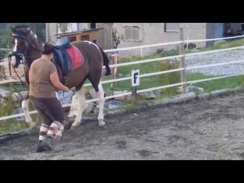 Tritte verkürzen an der Hand im Trab 130824