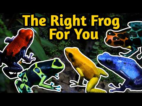 Beginner Poison Dart Frogs - Species Overview and Selection Guide