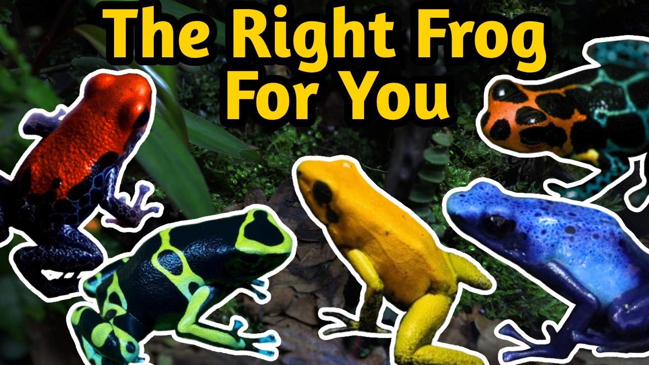 Beginner Poison Dart Frogs - Species Overview and Selection Guide