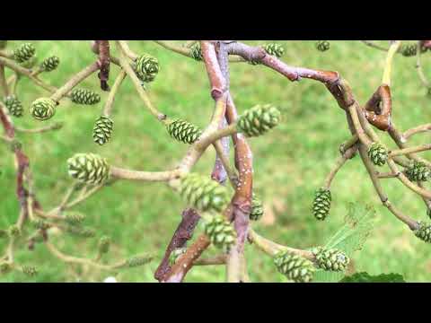 Common Alder (Alnus glutinosa) - young female cones close up - May 2018
