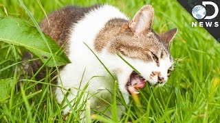 Why Do Dogs And Cats Eat Grass?