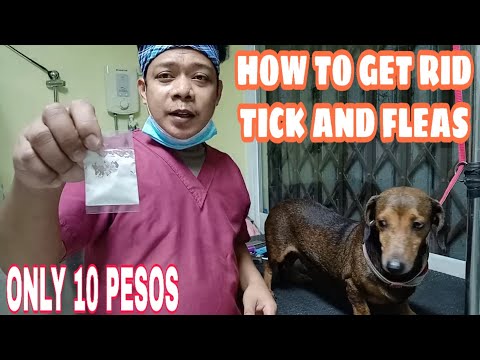 HOW TO GET RID OF TICKS AND FLEAS | MABISANG PANTANGGAL NG GARAPATA