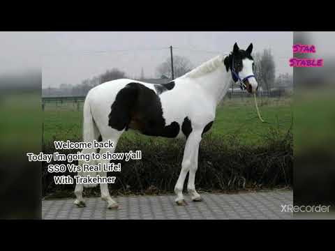 SSO Vrs Real Life! (Trakehner)