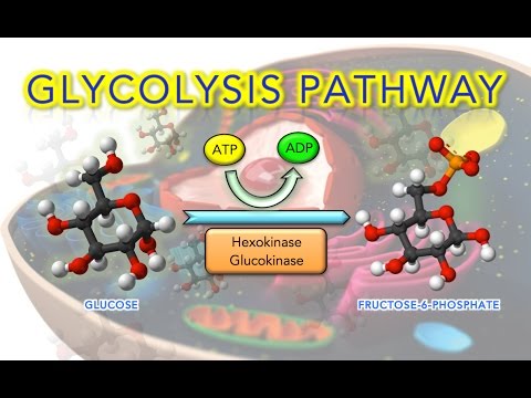 Steps of Glycolysis Reactions Explained - Animation - SUPER EASY