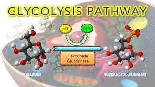Steps of Glycolysis Reactions Explained - Animation - SUPER EASY