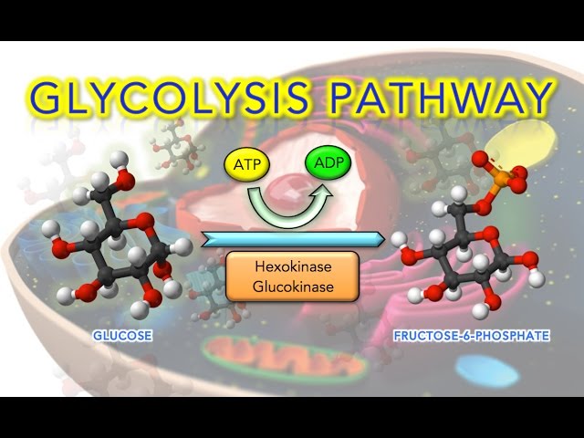 İngilizce'de glycolysis Video Telaffuz