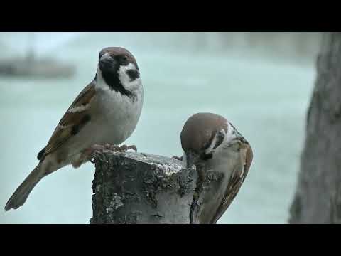 餌を貰いに来るすずめ達  20220208pm 5（お立ち台）