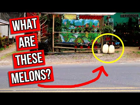 Why are there white melons on the side of the road in Costa Rica? (Chiverre) - Weird Fruit Explorer