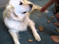 Even Kids Can Help Train Service Dogs Part 2