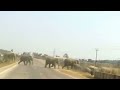 Asian Engry Elephant Attack Elephant Attack Elephant Elephant Wildlife Animals Beautifulindia8344