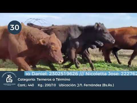 Lote Machos a término -J N Fernández Bs As