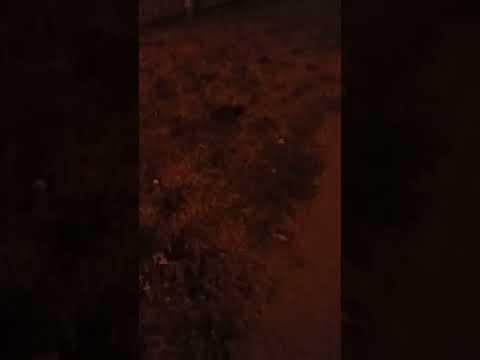 hej bober nie jeżyk