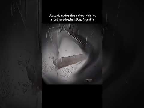 Dogo Argentino Vs leopard Real Fight