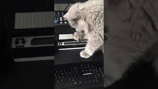 Cat Plays Stylophone And Nails It #shorts
