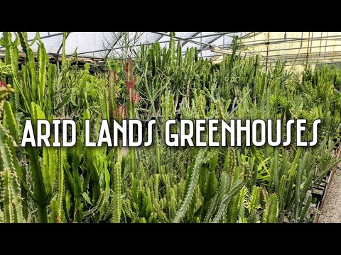 Cactus & Succulent Shopping at Arid Lands Greenhouses | Rare & Unusual Plants at the Euphorbia Mecca