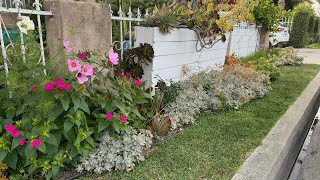 Gardening ｜fresh mint kumquats lemon juice from my tree