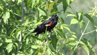 Red-winged Blackbird