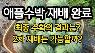 애플수박 30통 수확하고 재배 종료!