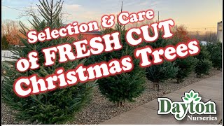 Selection & Care of Fresh Cut Christmas Trees