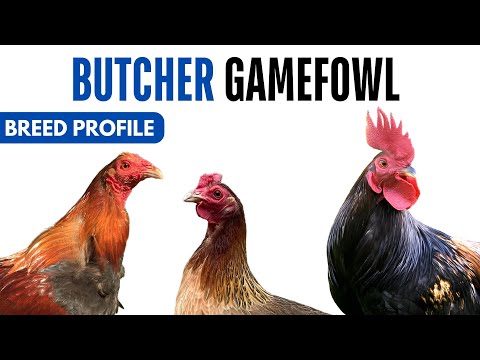 Butcher Gamefowl Breed Profile History Health Issues - Butcher Gamefowl  Chicken Egg Ratio Lifespan