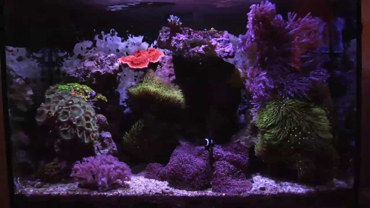 17 Gallon Mixed Reef