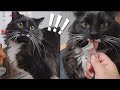 Tuxedo Cat Vet Clinic Visit And His Reactions