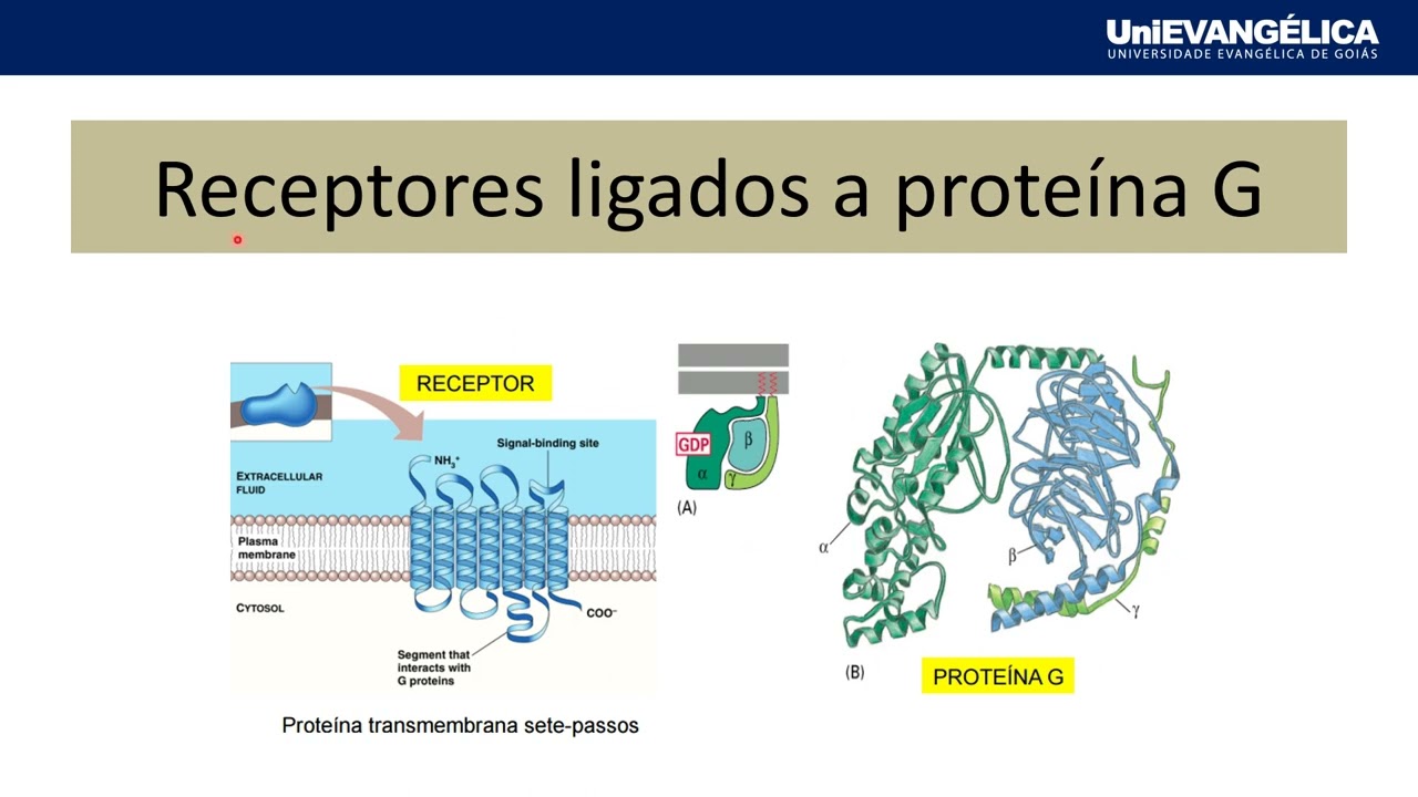 VIDEO AULA SINALIZAÇÃO CELULAR 2