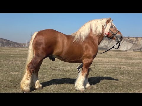 Armasarii lui Marius de la Turda, Cluj - 2021 Nou!!!